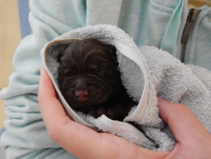 Leglo Labradorcev Vonja po gozdu