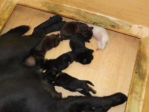 Leglo Labradorcev Vonja po gozdu