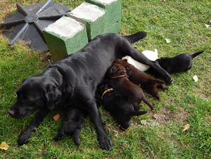 Leglo Labradorcev Vonja po gozdu