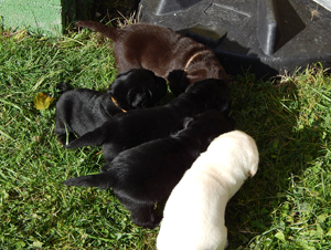 Leglo Labradorcev Vonja po gozdu