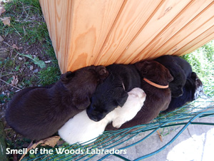 Leglo Labradorcev Vonja po gozdu