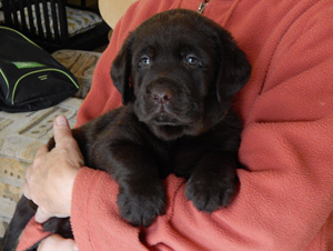 Leglo Labradorcev Vonja po gozdu