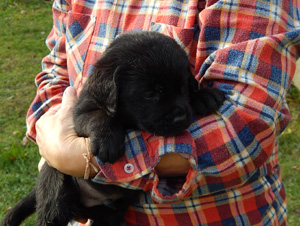 Leglo Labradorcev Vonja po gozdu