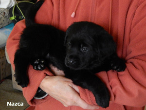 Leglo Labradorcev Vonja po gozdu