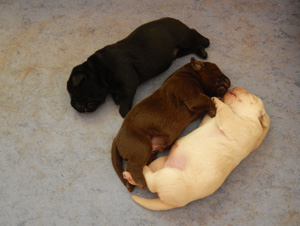 Leglo Labradorcev Vonja po gozdu