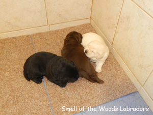 Leglo Labradorcev Vonja po gozdu