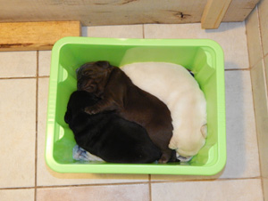 Leglo Labradorcev Vonja po gozdu