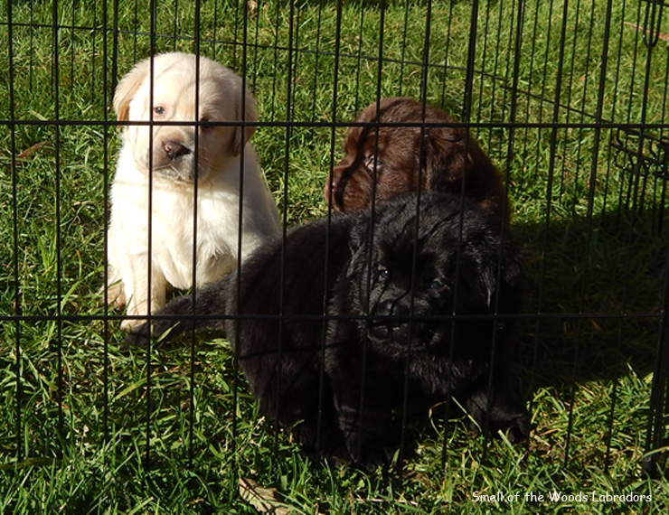 Leglo Labradorcev Vonja po gozdu