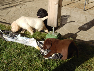 Leglo Labradorcev Vonja po gozdu