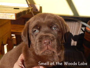 Leglo Labradorcev Vonja po gozdu