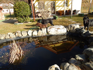 Leglo Labradorcev Vonja po gozdu