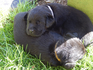 Leglo Labradorcev Vonja po gozdu