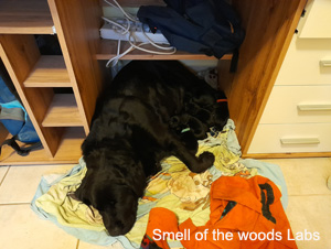 Leglo Labradorcev Vonja po gozdu