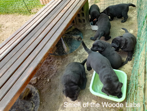 Leglo Labradorcev Vonja po gozdu