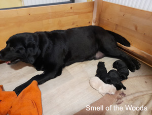 Leglo Labradorcev Vonja po gozdu