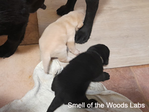Leglo Labradorcev Vonja po gozdu