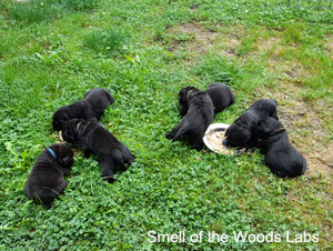 Leglo Labradorcev Vonja po gozdu