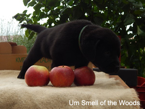 Leglo Labradorcev Vonja po gozdu