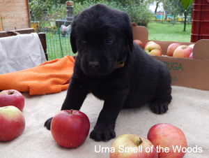 Leglo Labradorcev Vonja po gozdu