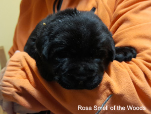 Leglo Labradorcev Vonja po gozdu