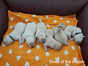 Leglo Labradorcev Vonja po gozdu