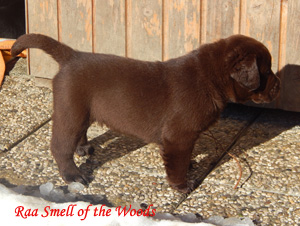 Leglo Labradorcev Vonja po gozdu