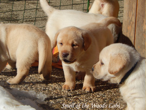 Leglo Labradorcev Vonja po gozdu