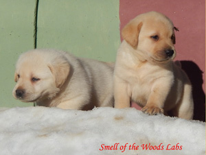 Leglo Labradorcev Vonja po gozdu