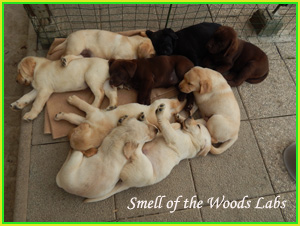 Leglo Labradorcev Vonja po gozdu