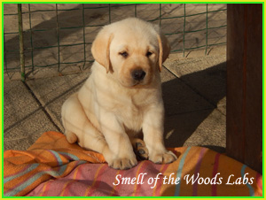 Leglo Labradorcev Vonja po gozdu