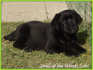 Leglo Labradorcev Vonja po gozdu