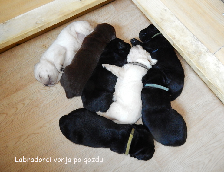 Leglo Labradorcev Vonja po gozdu