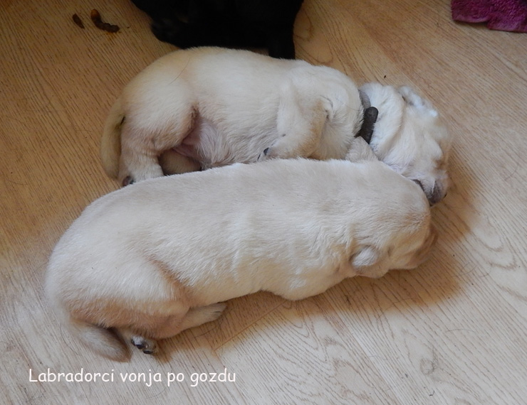 Leglo Labradorcev Vonja po gozdu