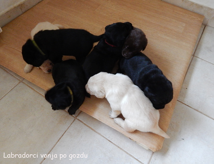 Leglo Labradorcev Vonja po gozdu