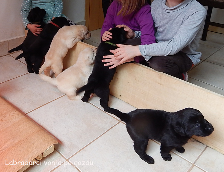 Leglo Labradorcev Vonja po gozdu