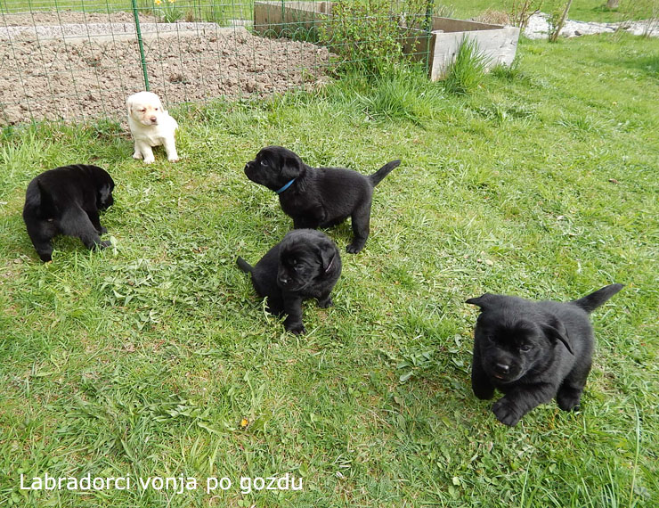 Leglo Labradorcev Vonja po gozdu