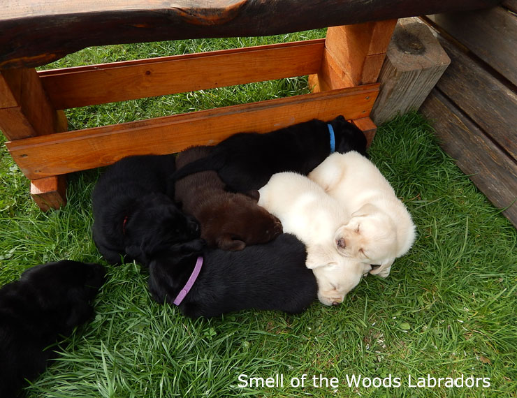 Leglo Labradorcev Vonja po gozdu