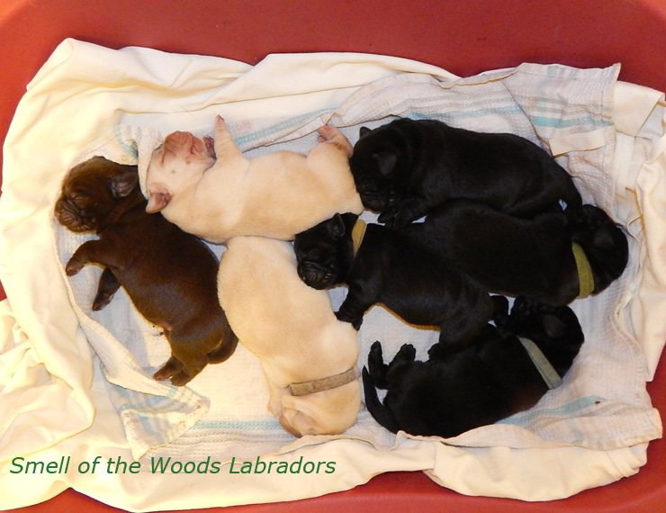 Leglo Labradorcev Vonja po gozdu