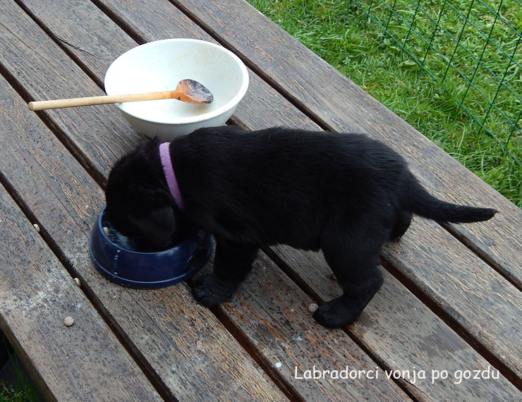 Leglo Labradorcev Vonja po gozdu