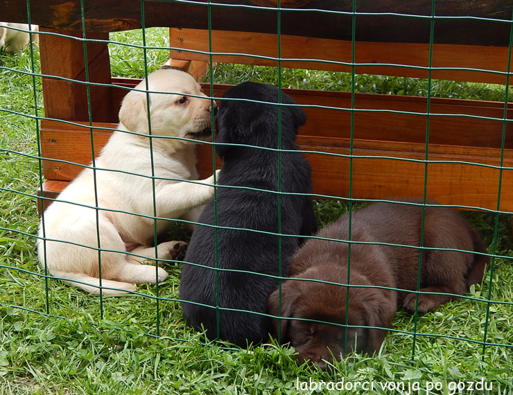 Leglo Labradorcev Vonja po gozdu