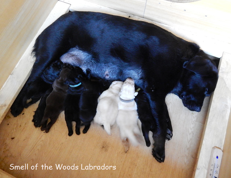 Leglo Labradorcev Vonja po gozdu