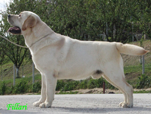 Labrador Retriever Fillari
