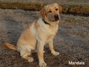 Labrador Retriever Mandala