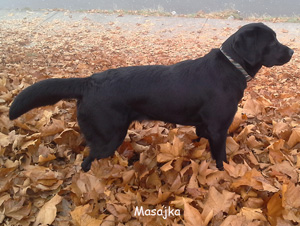 Labrador Retriever Masajka