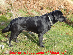 Labrador Retriever Masajka