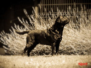 Labrador Retriever Njord