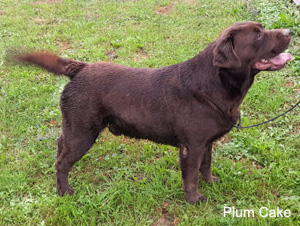 Labrador Retriever Plum Cake