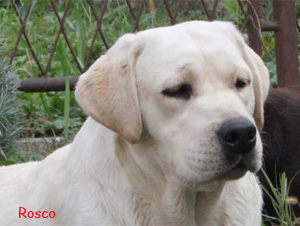 Labrador Retriever Rosco