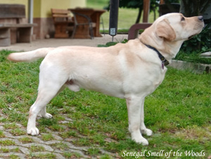 Labrador Retriever Mandala