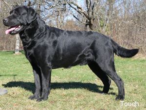 Labrador Retriever Njord